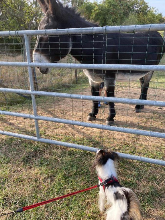 Iris du Domaine des Seigneurs de la Vallée Iris du Domaine des Seigneurs de la Vallée