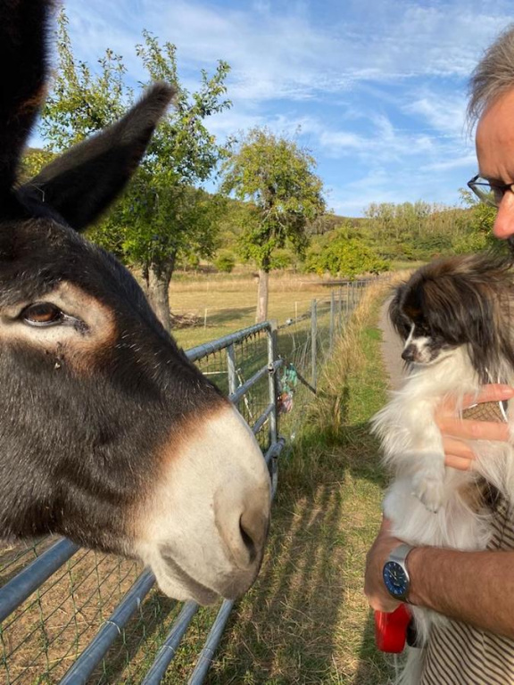 Iris rencontre un gentil âne Iris rencontre un gentil âne