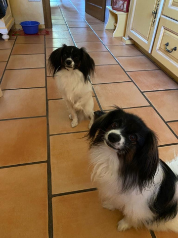 Priam et Iris du Domaine des Seigneurs de la Vallée