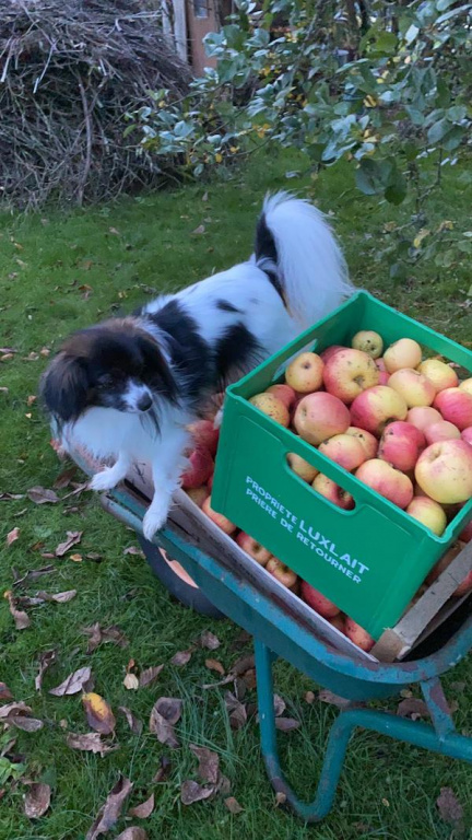 Iris a aidé Monique pour ramasser les pommes !