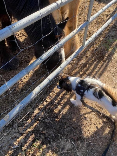 Priam rencontre le cheval Priam rencontre le cheval