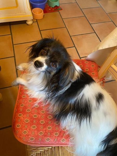 Iris bien toilettée