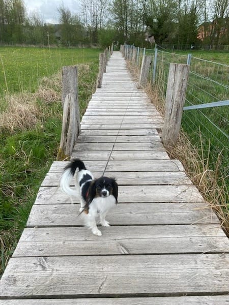 Priam sur un chemin Priam sur un chemin