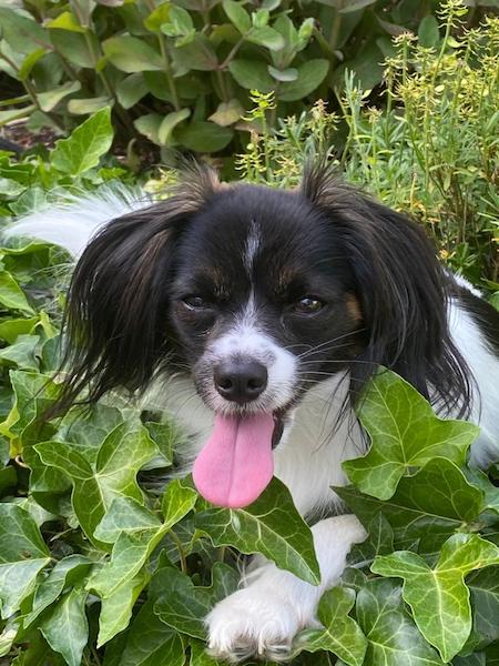 Priam a chaud Priam a chaud