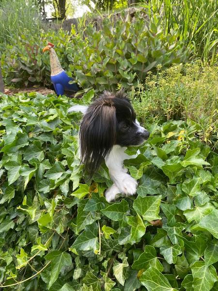 Priam, les pattes croisées dans le lierre Priam, les pattes croisées dans le lierre