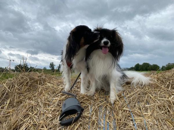 Dans les champs... un petit bisou Dans les champs... un petit bisou