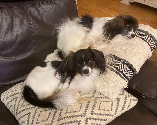Priam et iris vous souhaite une bonne Saint Valentin Priam et iris vous souhaite une bonne Saint Valentin