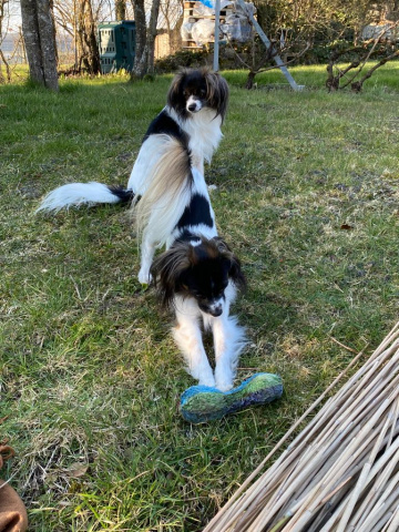 Iris et Priam, dans notre jardin on s'amuse bien !