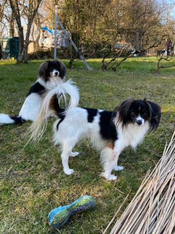 Priam et Iris Priam et Iris