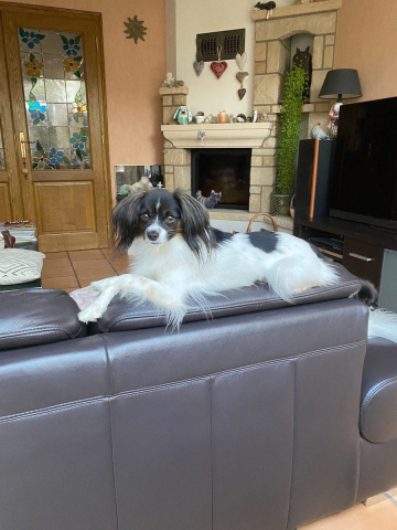 Iris sur son canapé Iris sur son canapé