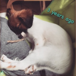 Birdy du Domaine des Seigneurs de la Vallée