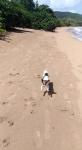 Onyx adore être au bord de sa plage sur son île
