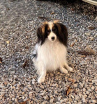 Les quatre saisons de Mikywi - automne