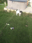 Romy dans son jardin • le 1 octobre 2020