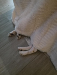 Tiens ! une couverture polaire à pattes ?