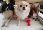 Calypso et ses amis
