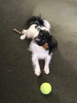 Piccolo a envie de jouer à la balle