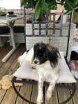 Princesse Principessa sur sa terrasse