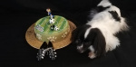 Joyeux anniversaire Calypso