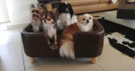 Calypso et ses amis
