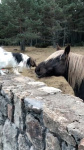 Vidéo • Pâris rencontre les chevaux