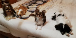 Calypso et ses amis