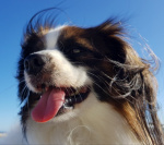 Léo du Domaine des Seigneurs de la Vallée