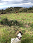 Principessa intéressée par le cheval