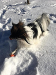 Pâris s'éclate dans la neige
