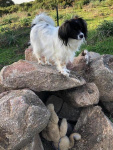Principessa sur son rocher