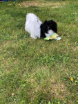 Moka dans son jardin