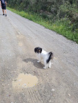 Romy sur le chemin de beau matin