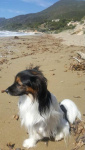 Romy sur la plage de Robinson