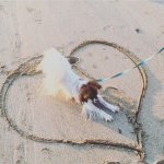 Birdy du Domaine des Seigneurs de la Vallée