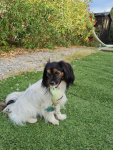 Romy dans son jardin