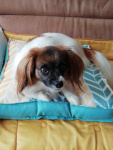 Mélisse sur son nouveau coussin