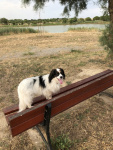 Jorann fait de l'agility