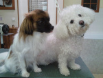 Mélisse avec son copain le bichon