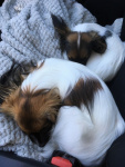 Nana et Ravel se reposent en voiture.
